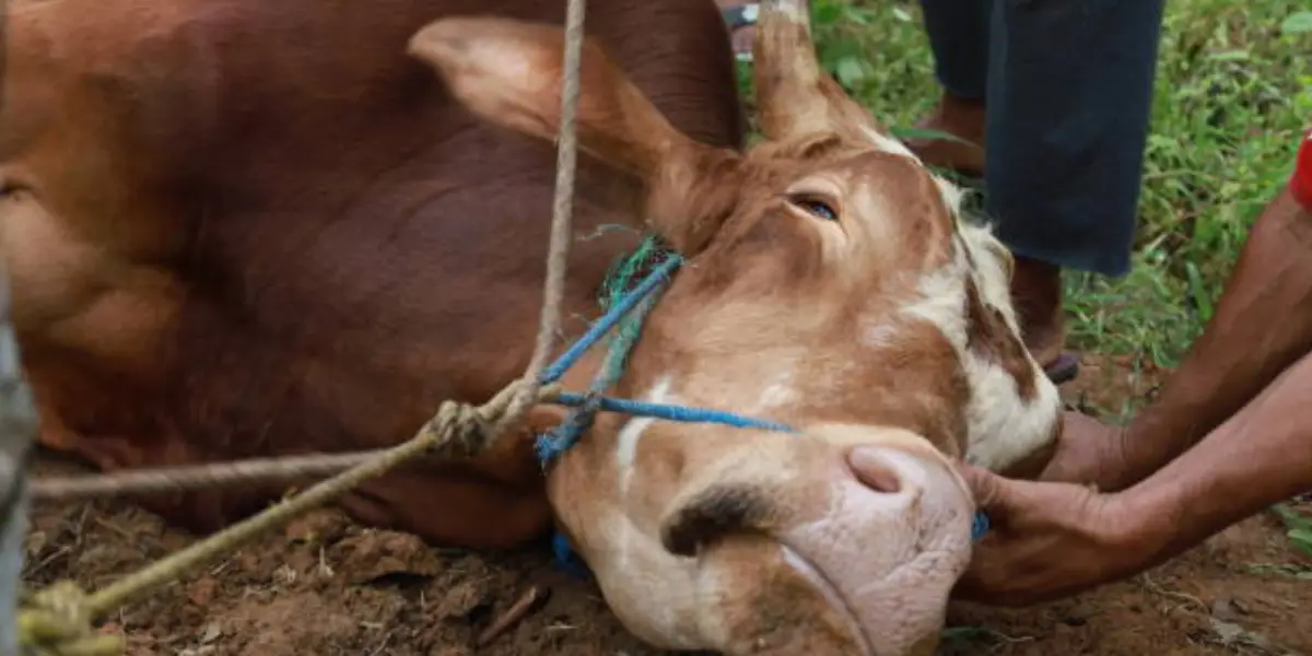 জবাইয়ের সময় ‘বিসমিল্লাহ আল্লাহু আকবার’ বলা কেন জরুরি?